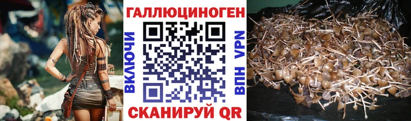закладки  Кировск  Псилоцибиновые грибы Cubensis 